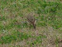 American Pipit 3 Mar 07 Fld trip 